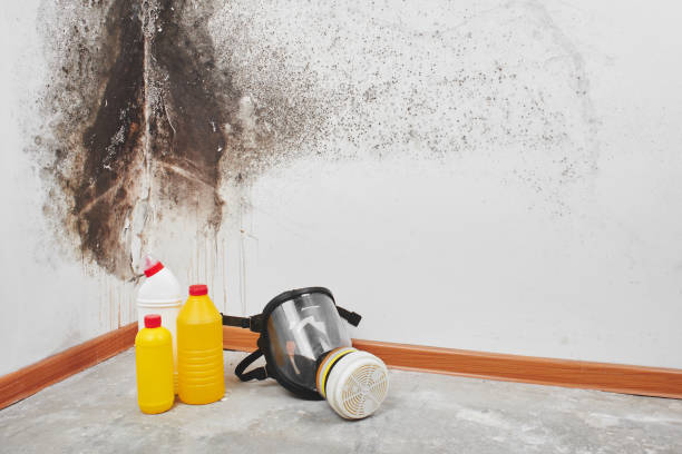 Best Attic Mold Remediation in New York Mills, MN