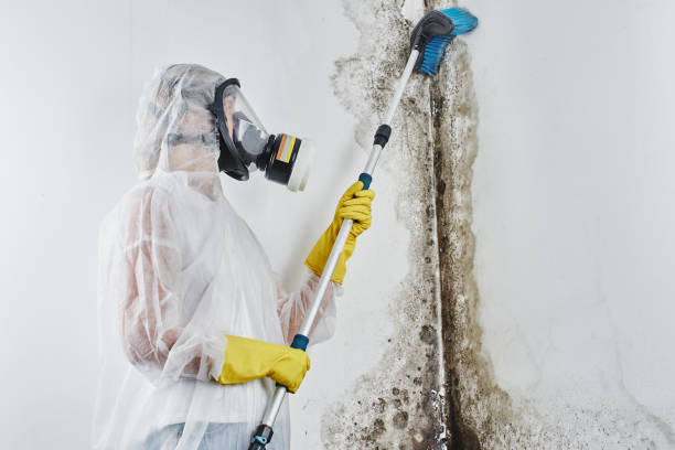 Best DIY Mold Remediation Support Services in New York Mills, MN