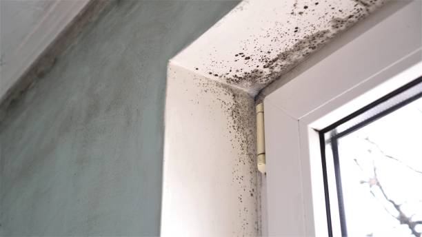 Best Insurance-Related Mold Remediation in New York Mills, MN