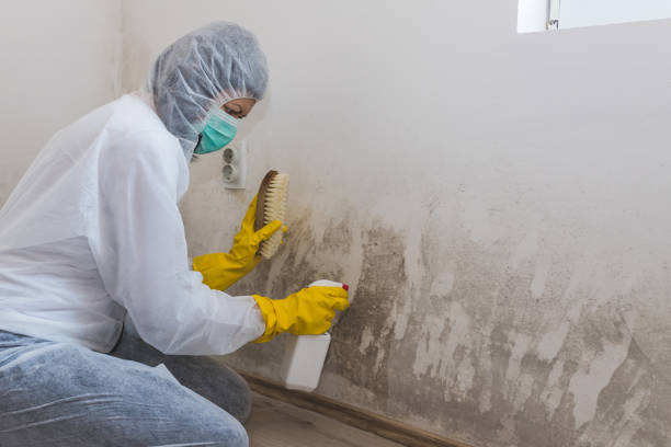 Best Emergency Mold Remediation in New York Mills, MN