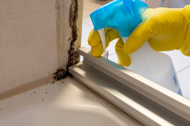 Best Health and Safety Mold Remediation in New York Mills, MN