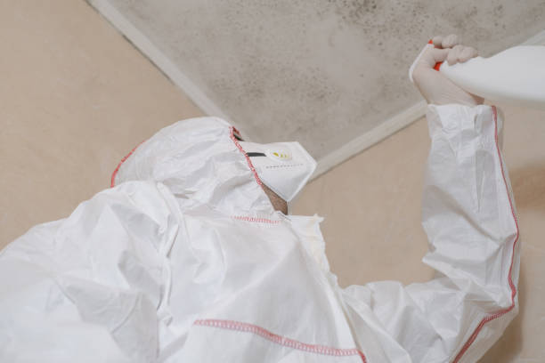 Best Basement Mold Remediation in New York Mills, MN