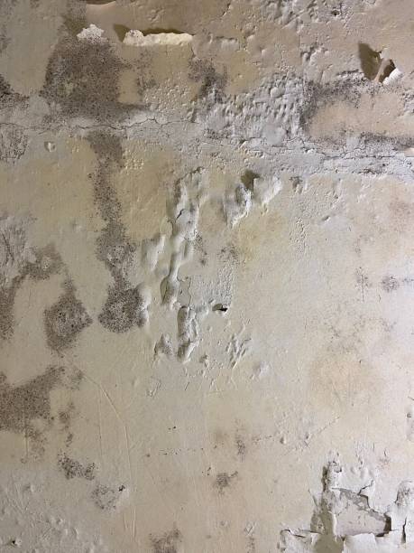 Best White Mold Remediation in New York Mills, MN