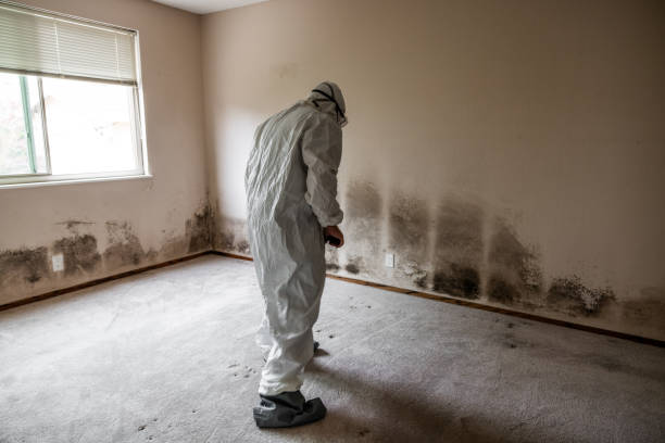 Best Black Mold Remediation in New York Mills, MN