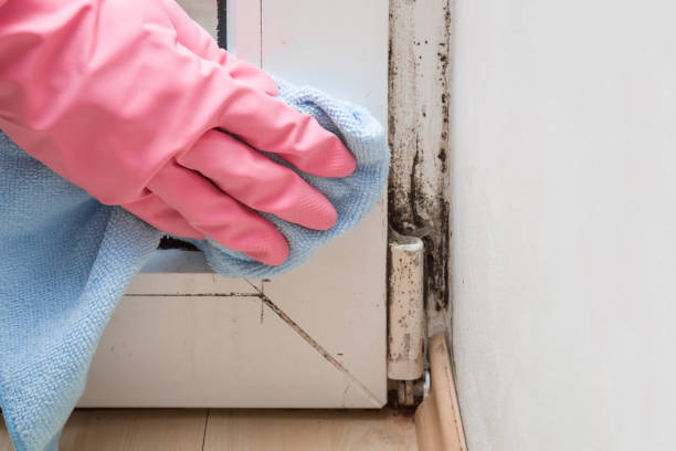 Best Mold Testing and Inspection Services in New York Mills, MN